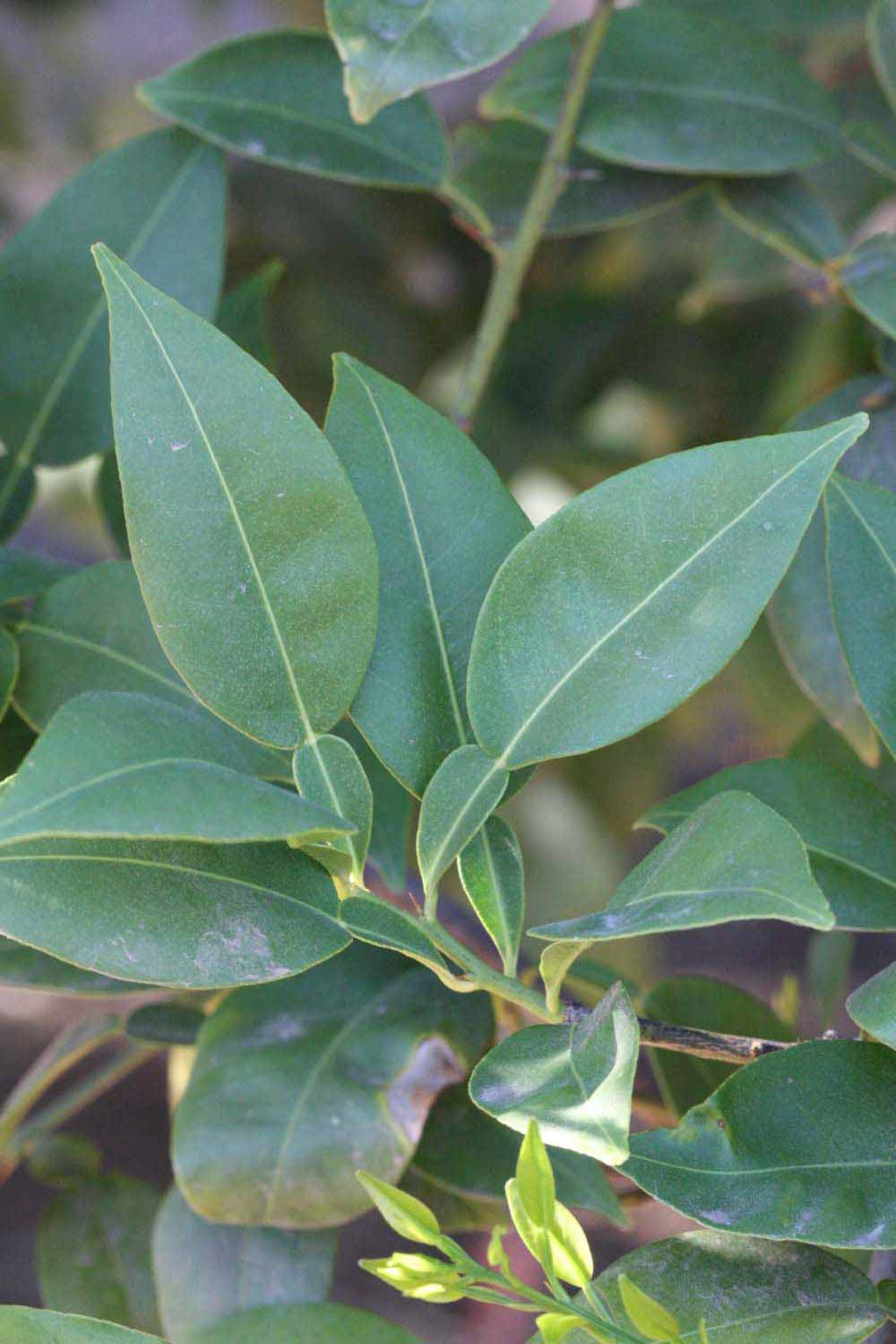              Shade leaves (Riverside, CA)       